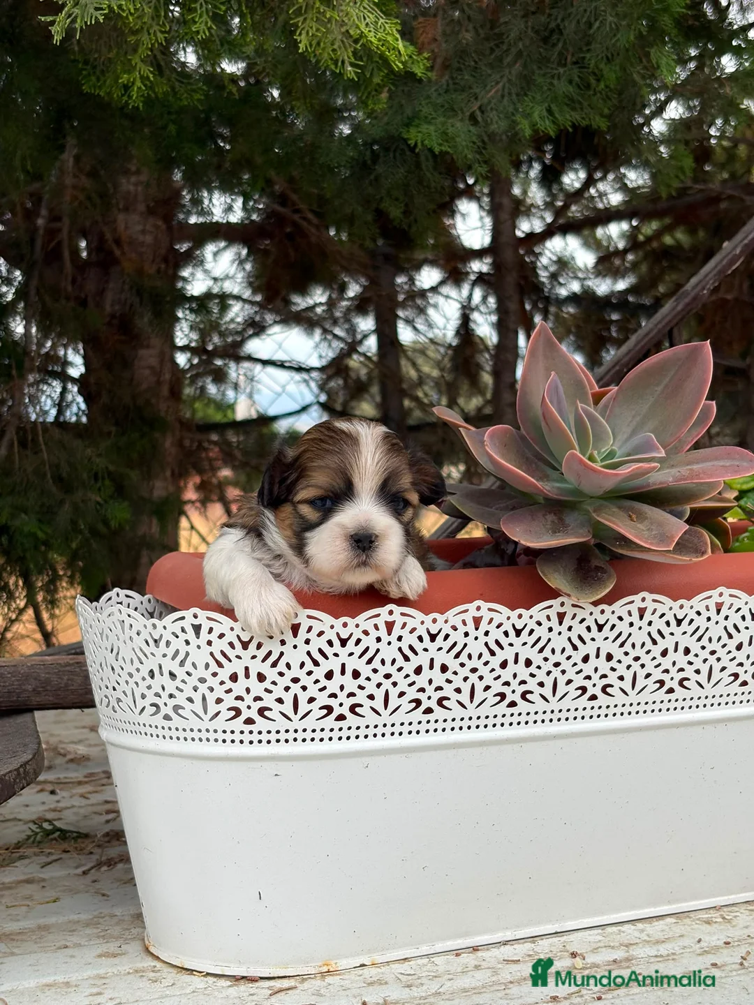 Raza Mixta perros en venta: MALSHI - Anuncio 2
