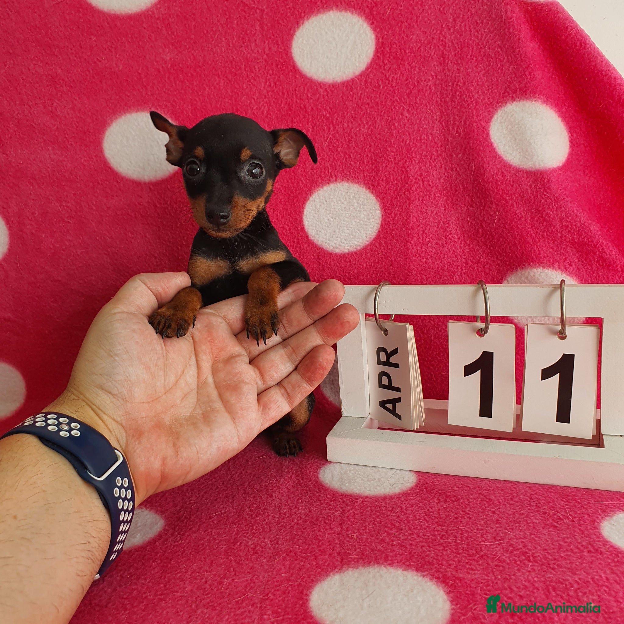 Pinscher Miniatura perros Pinscher miniatura  - Anuncio 1