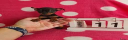 Pinscher Miniatura perros en venta: Pinscher miniatura  - Anuncio 1