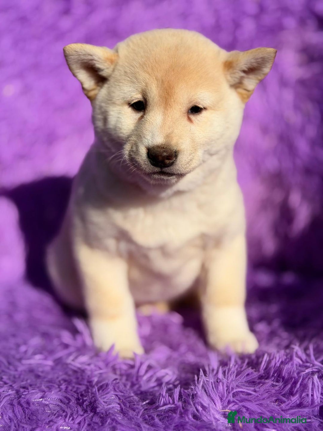 Shiba Inu perros en venta: SHIBA INU BLANCO HEMBRA - Anuncio 2
