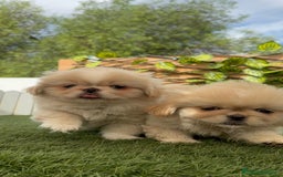 Pekinés perros en venta: PEKINES HEMBRAS - Imagen 21