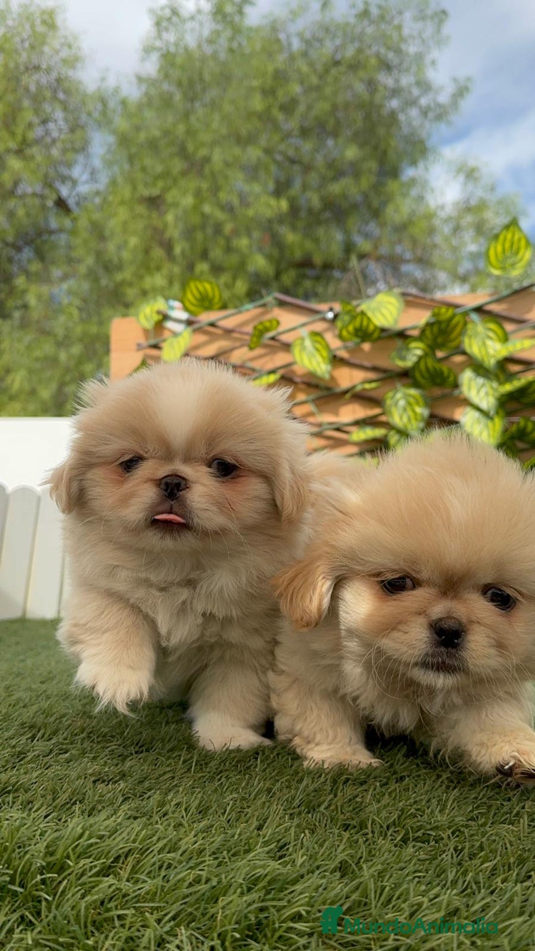 Pekinés perros en venta: PEKINES HEMBRAS - Imagen 21