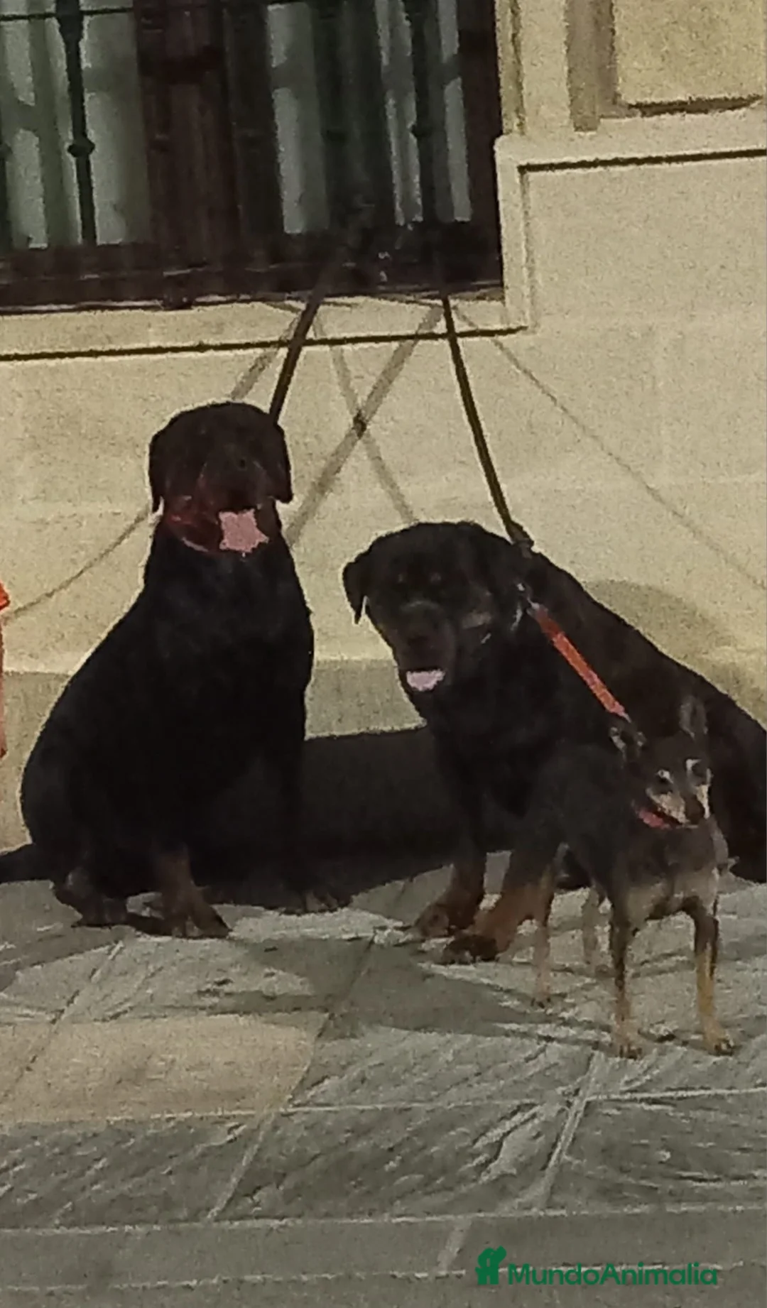 Rottweiler perros en venta: Último rotweiller para entregar ya! - Anuncio 3