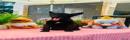 Pastor Belga Malinois perros en venta: Ultimo macho pastor belga malinois  - Anuncio 3