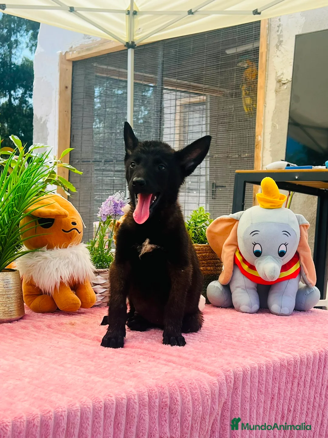 Pastor Belga Malinois perros en venta: Ultimo macho pastor belga malinois  - Anuncio 3