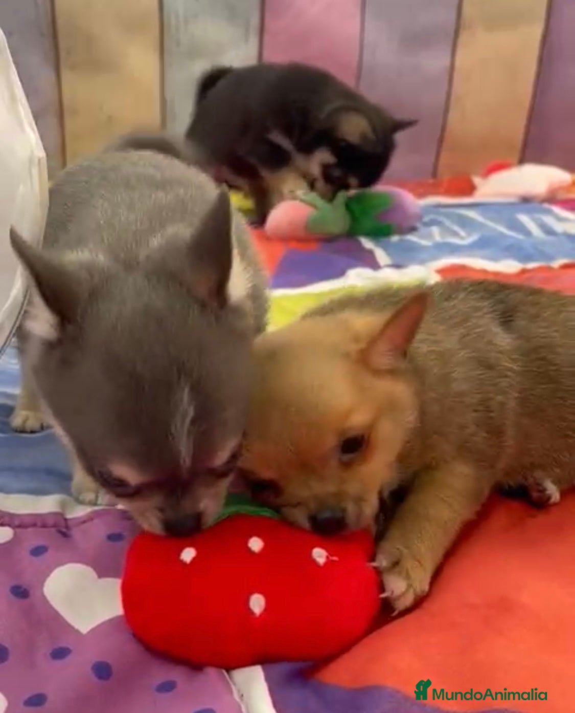 Pomchi perros Pomchi macho color arena disponible  - Anuncio 1