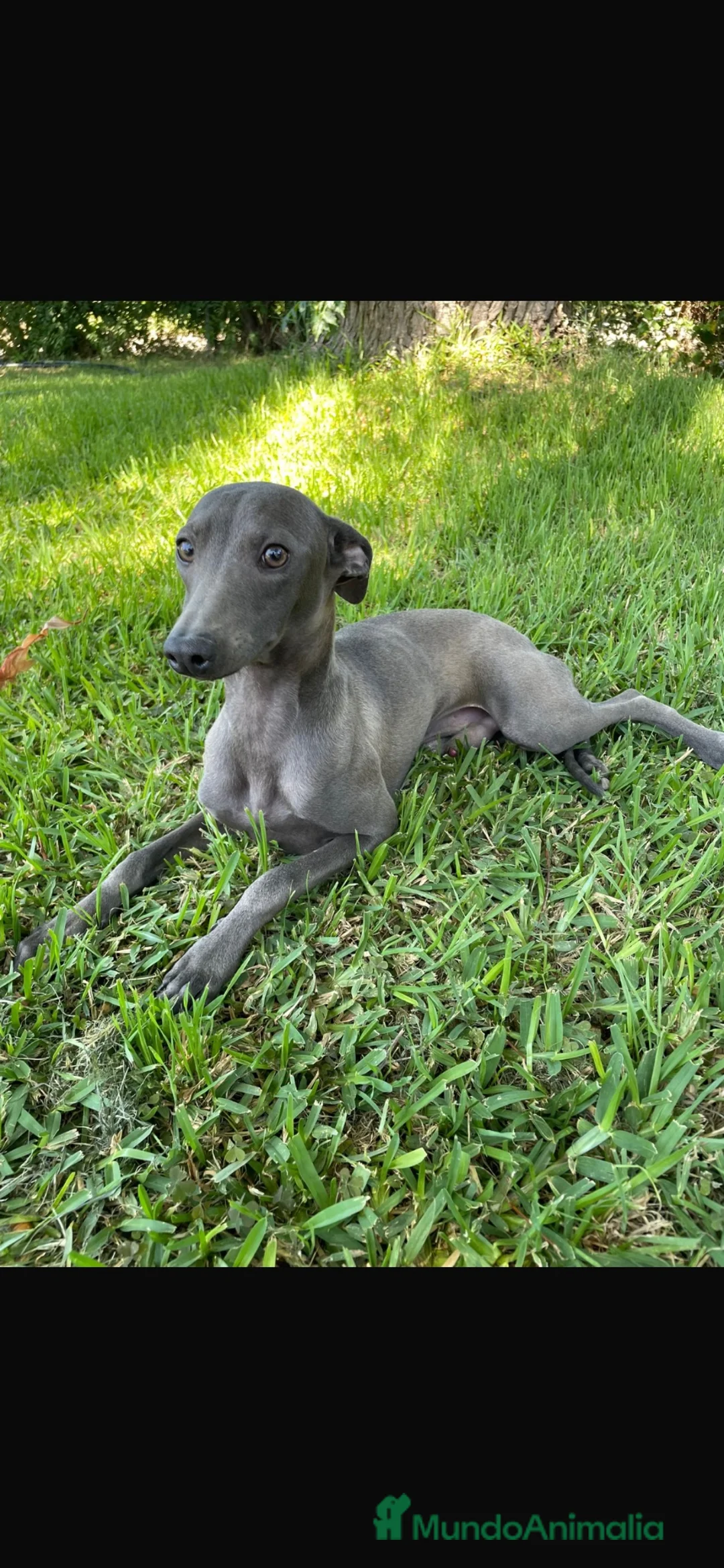 Whippet perros en venta: Whippet  - Anuncio 2