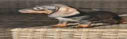 Teckel Miniatura perros en venta: Teckel Mini hembra disponible  - Anuncio 5
