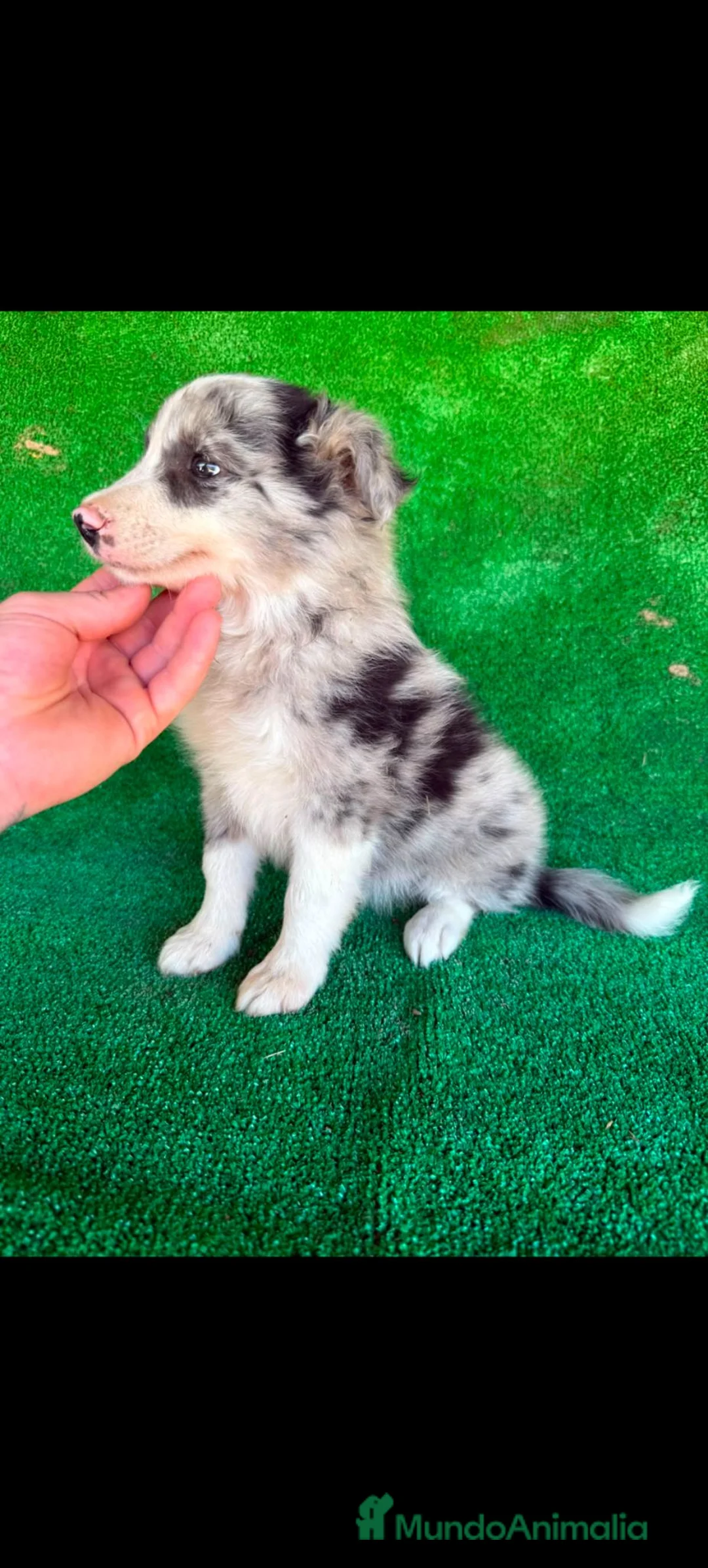 Border Collie perros en venta: Border collies blue merles - Anuncio 1