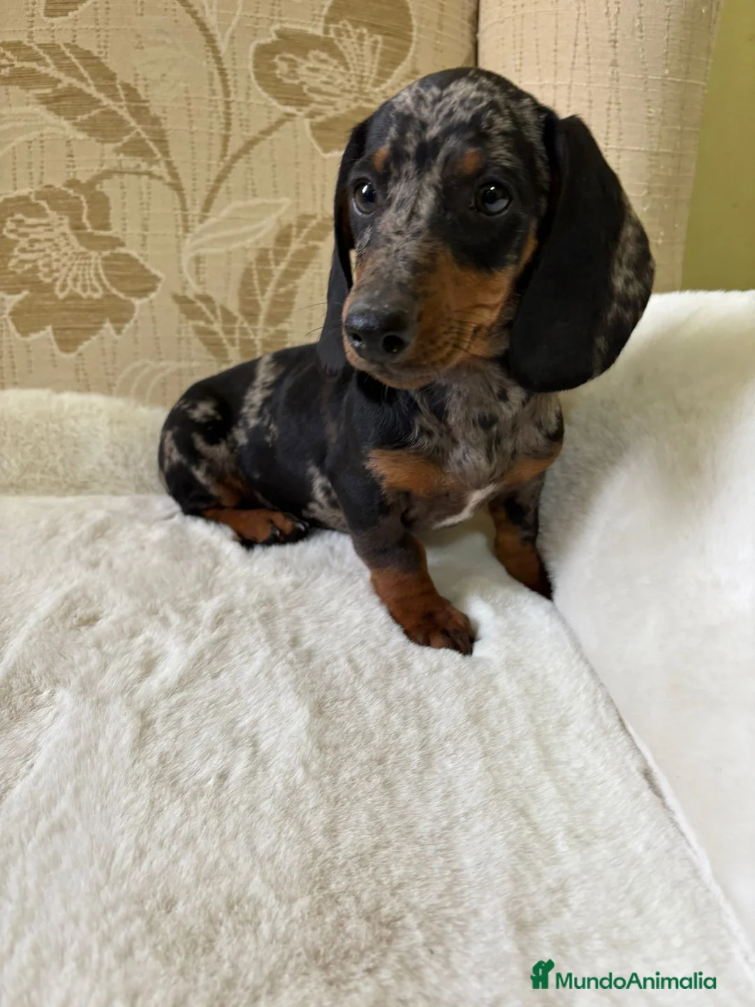 Teckel Miniatura perros en venta: cachorro de teckel miniatura arlequín Merle plata  - Anuncio 15