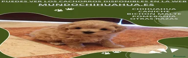 Caniche Toy Cachorro 12