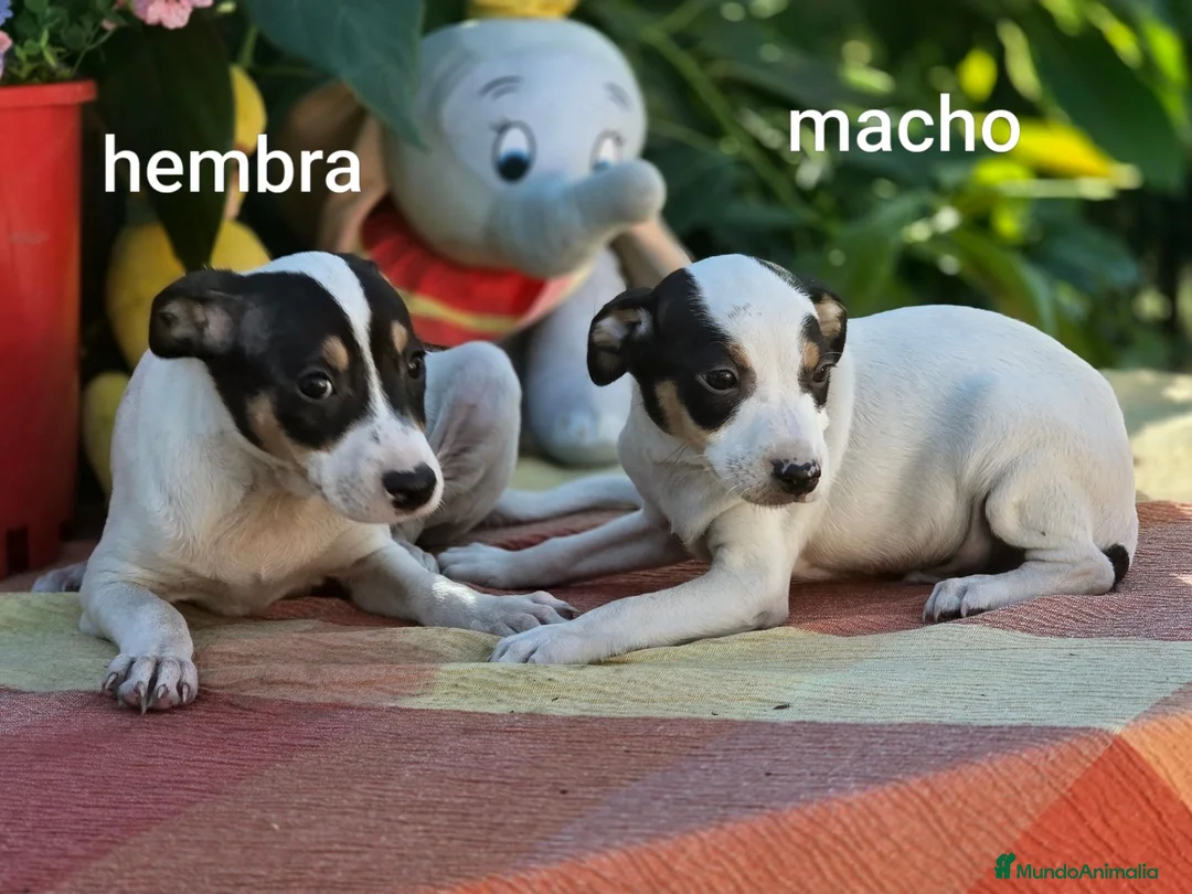 Ratonero Bodeguero Andaluz perros en venta: Bodeguero andaluz - Anuncio 2