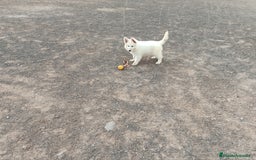 Pastor Blanco Suizo perros en venta: Pastor Blanco Suizo  - Anuncio 12