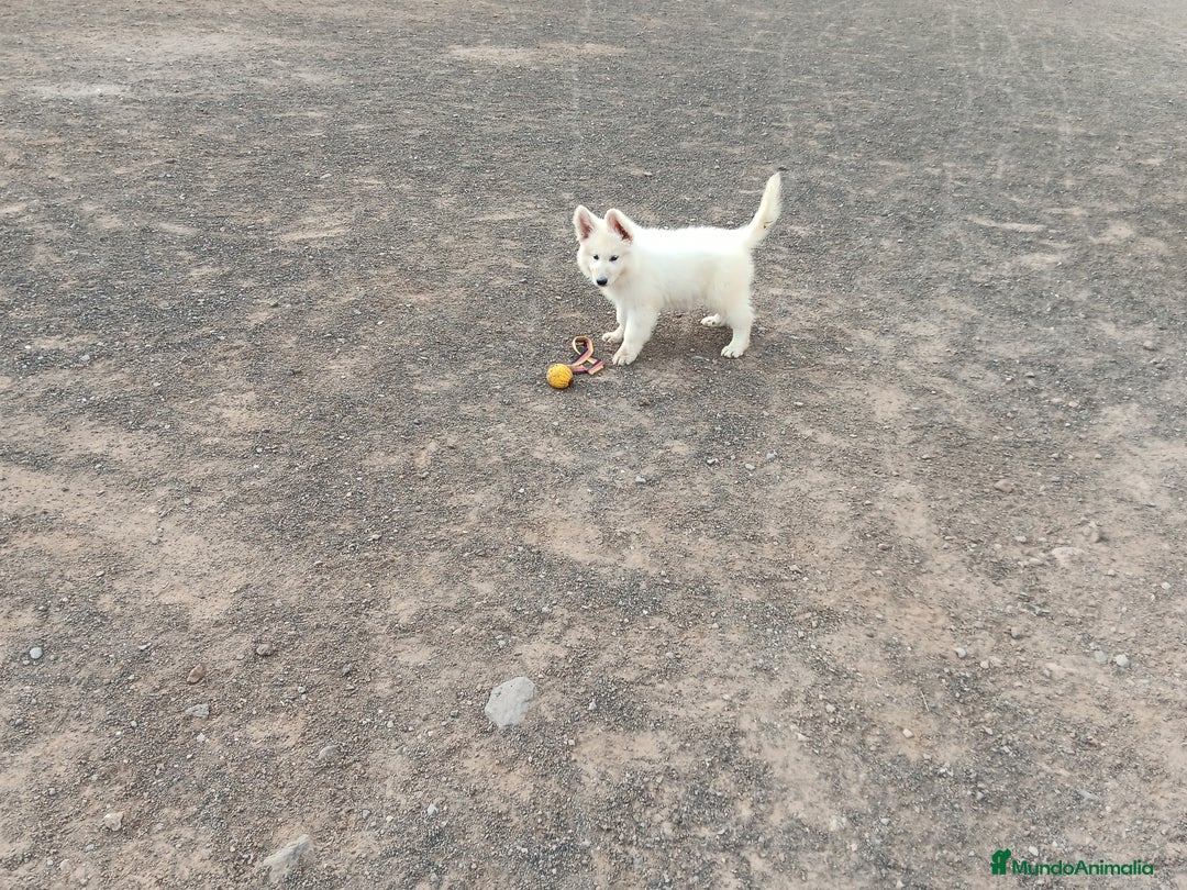 Pastor Blanco Suizo perros en venta: Pastor Blanco Suizo  - Anuncio 12