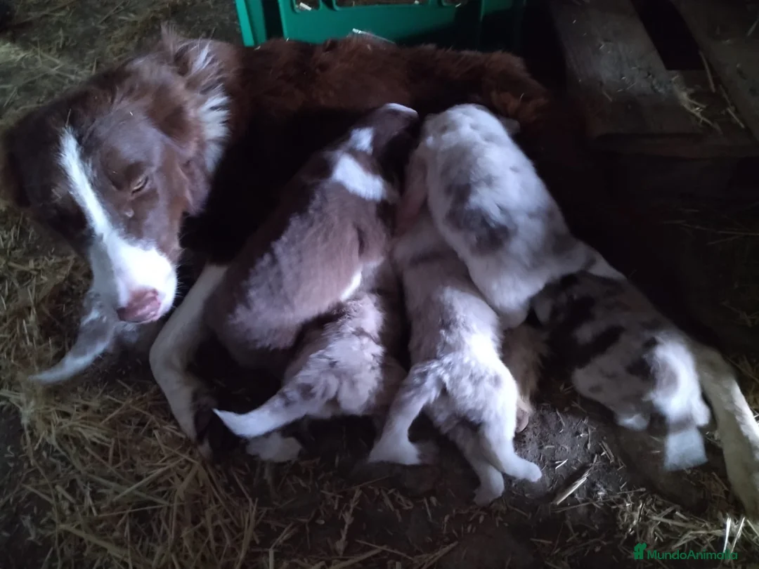 Border Collie perros en venta: Borde collie  - Anuncio 2