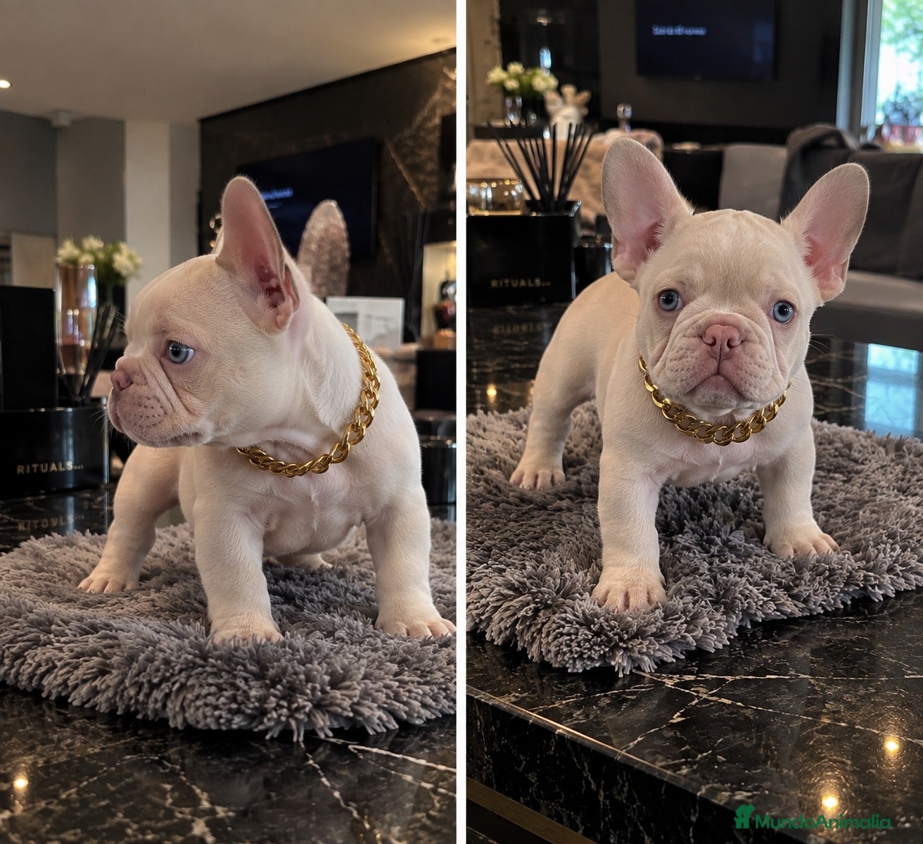 Bulldog Francés perros BULLDOG FRANCES PINK - MINIATURA - ENTREGA A CASA  - Anuncio 1