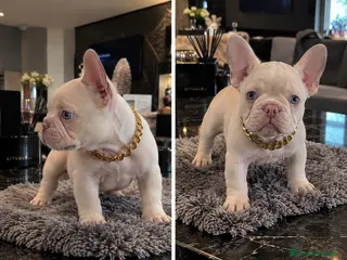 Bulldog Francés perros BULLDOG FRANCES PINK - MINIATURA - ENTREGA A CASA - Anuncio 1