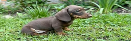 Teckel Miniatura perros en venta: Teckel Miniatura - Anuncio 3