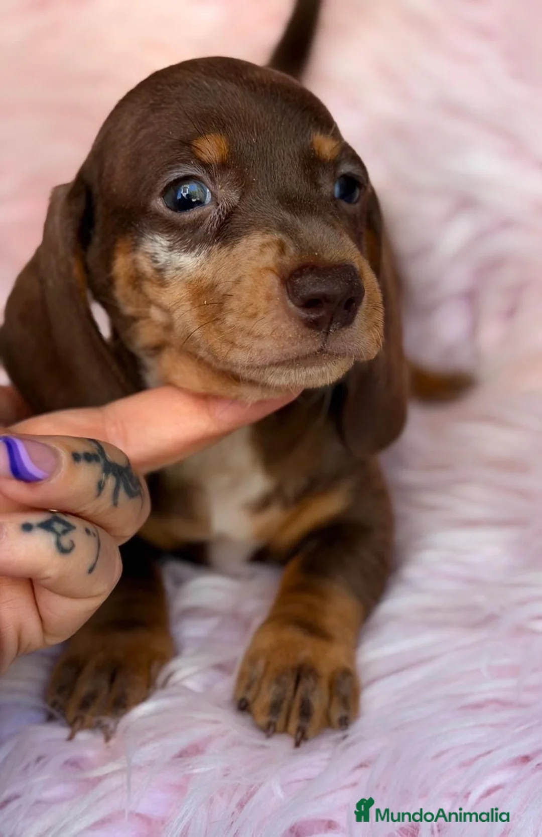 Teckel Miniatura perros en venta: Teckel diferentes colores🐾 - Anuncio 10