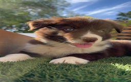Border Collie perros en venta: BORDER COLLIE MACHO CHOCOLATE - Imagen 10