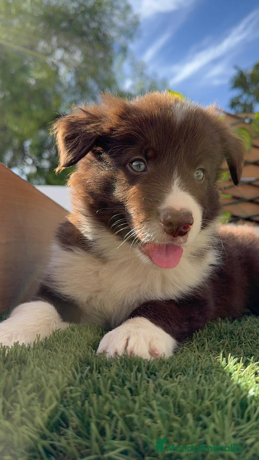 Border Collie perros en venta: BORDER COLLIE MACHO CHOCOLATE - Imagen 10