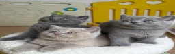 Británico de Pelo Corto Azul gatos en venta: Exclusivos gatitos British Shorthair Blue y Lilac  - Anuncio 9