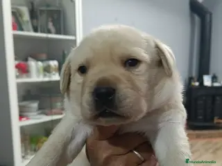 Labrador Retriever perros Labrador retriever dorado - Anuncio 5