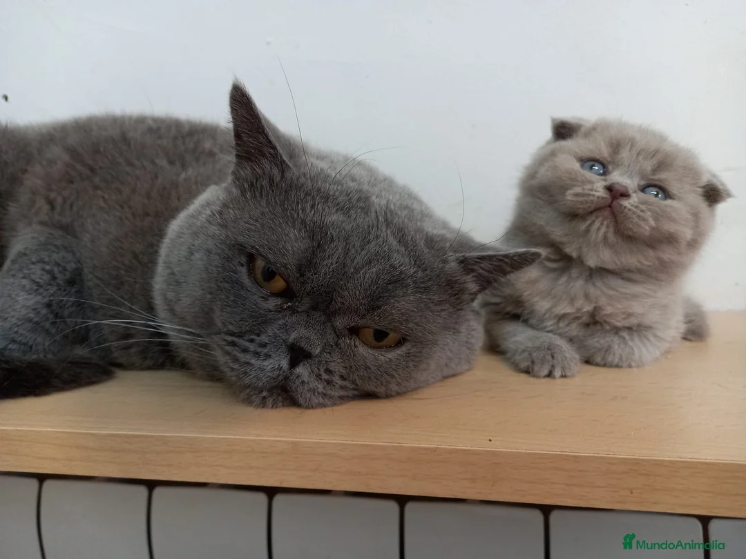 Británico de Pelo Corto gatos en venta: British shorthair  - Anuncio 3