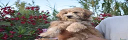 Morkie perros en venta: PRECIOSO MORKIE DISPONIBLE 🐻🤍 en Murcia - Anuncio 2