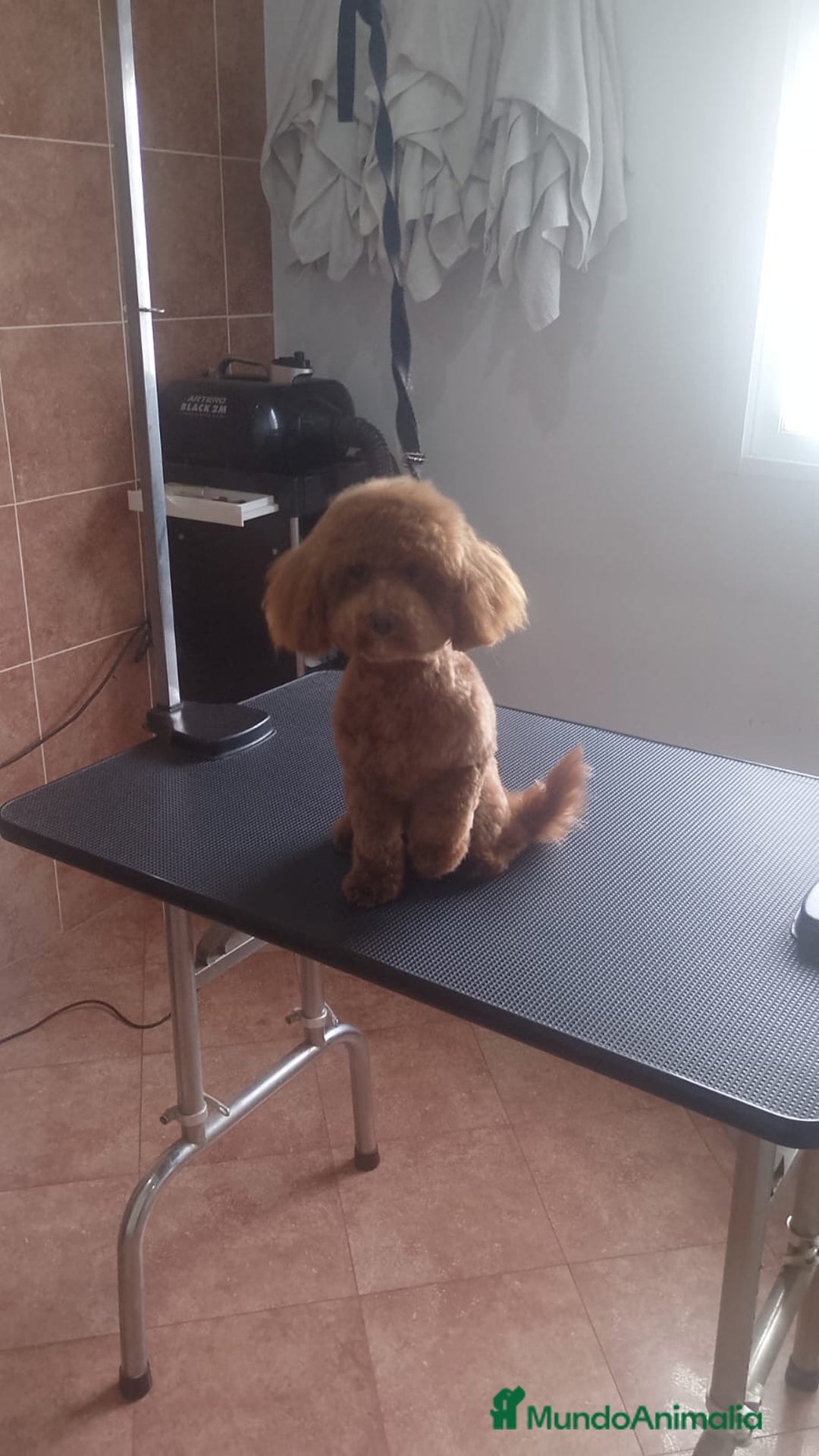 Caniche Toy perros en venta: Cachorros caniche toy - Anuncio 2