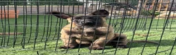 Pastor Belga Malinois perros en venta: Cachorro de Malinois gran calidad  - Anuncio 2