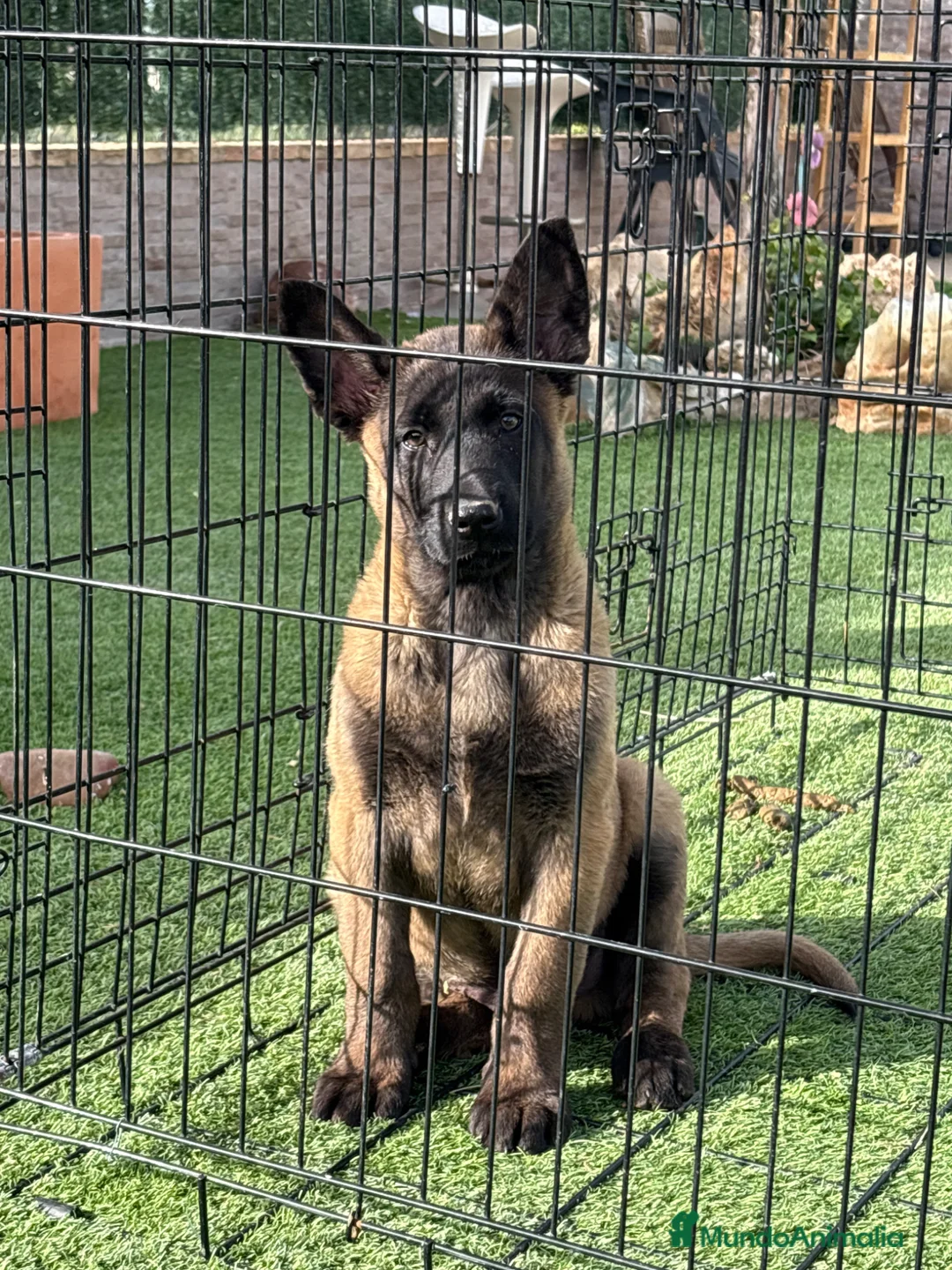 Pastor Belga Malinois perros en venta: Cachorro de Malinois gran calidad  - Anuncio 2