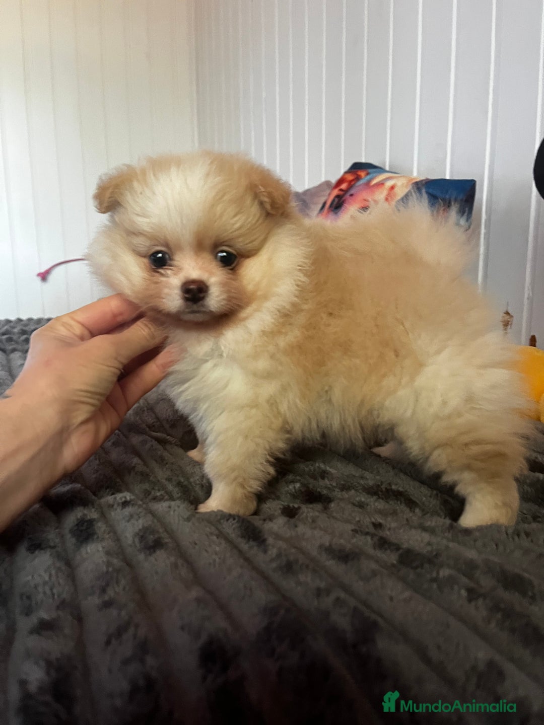 Pomerania perros en venta: Pomerania mini  - Anuncio 7