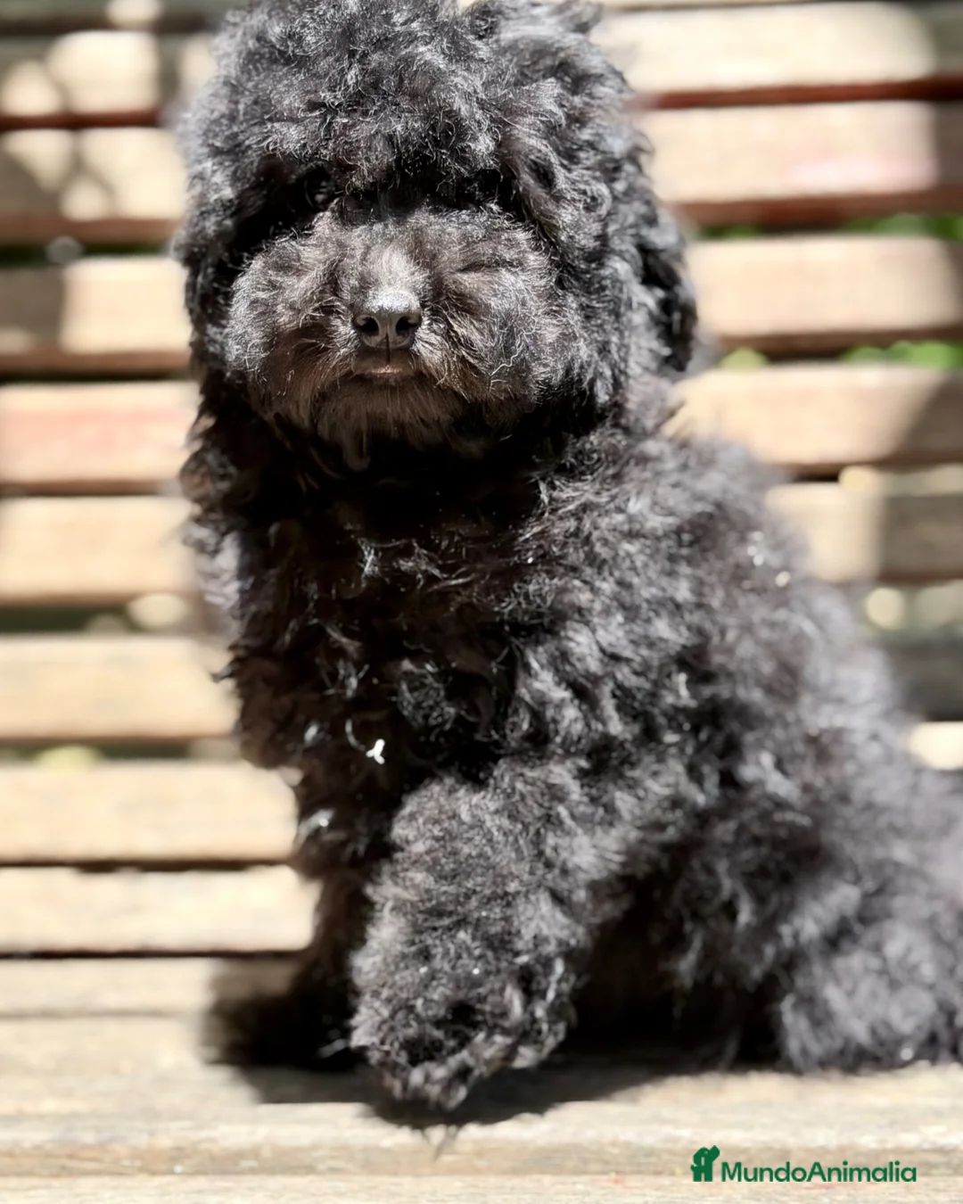 Caniche Enano perros en venta: CANICHE ENANO MEGRO AZABACHE DISPONIBLE - Anuncio 5