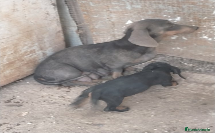 Teckel perros - Anuncio 12