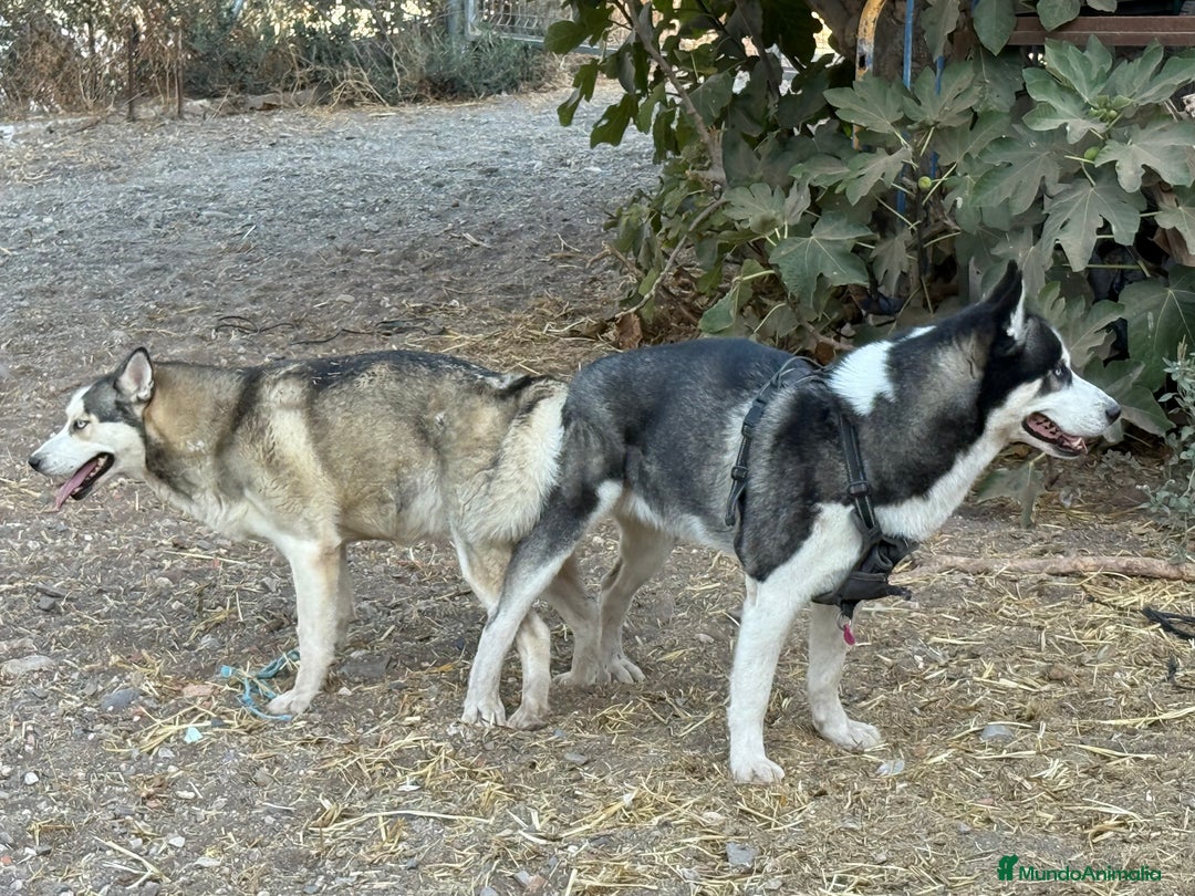 Husky Siberiano perros en venta: Husky Siberiano Disponibles  - Anuncio 4