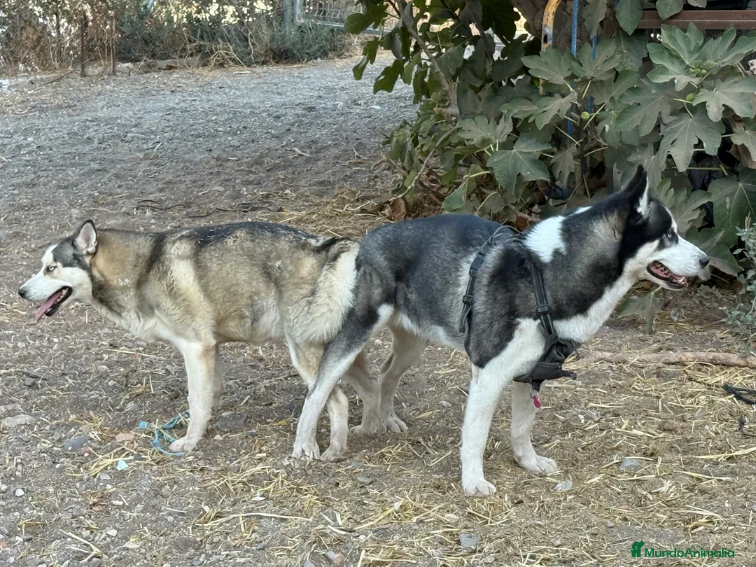 Husky Siberiano perros en venta: Husky Siberiano Disponibles  - Anuncio 4