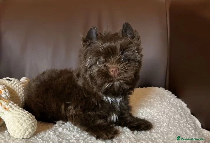 Yorkshire Terrier perros Exclusivos Yorkshire Chocolate toy - Anuncio 3