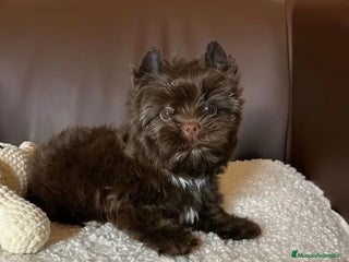 Yorkshire Terrier perros Exclusivos Yorkshire Chocolate toy - Anuncio 3