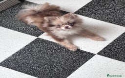Pomerania perros para monta: Ejemplar de Lulu de Pomerania Merle ojos blue. en Badajoz - Imagen 4