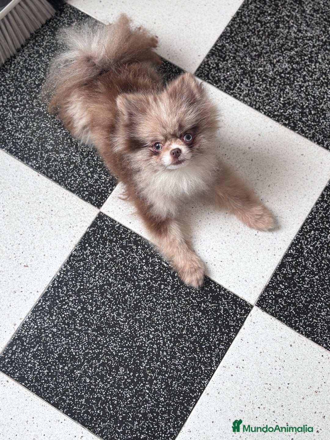 Pomerania perros para monta: Ejemplar de Lulu de Pomerania Merle ojos blue. en Badajoz - Imagen 4