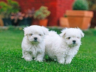 Bichón Maltés perros - Anuncio 5