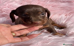 Teckel Miniatura perros en venta: Teckel Kaninchen Chocó - Imagen 2
