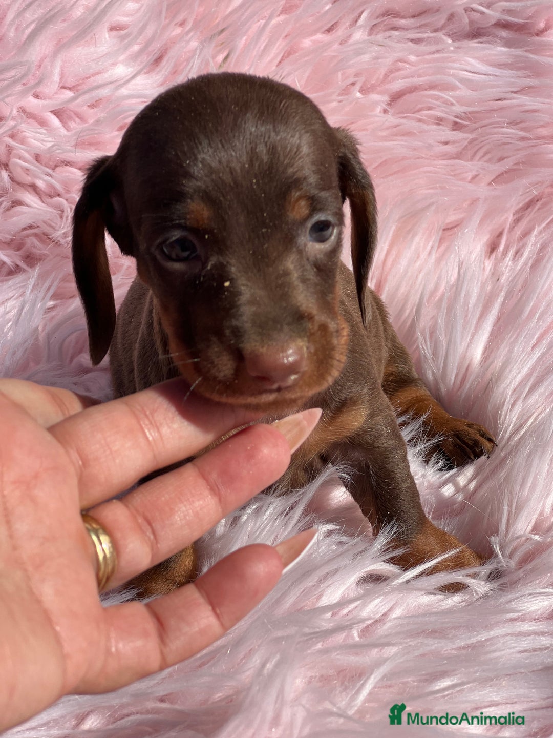 Teckel Miniatura perros en venta: Teckel Kaninchen Chocó - Imagen 2