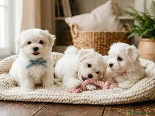 Bichón Maltés perros Cachorros Bichon Maltes - Anuncio 1
