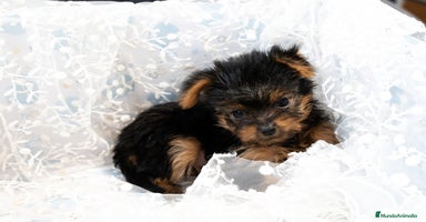 Yorkshire Terrier perros Yorkshire terrier disponibles!! - Anuncio 1
