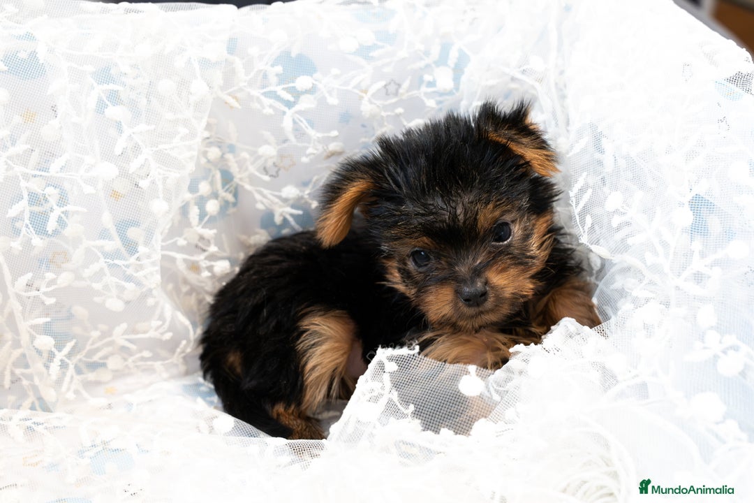 Yorkshire Terrier perros en venta: Yorkshire terrier disponibles!! - Anuncio 3