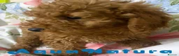 Caniche Mediano perros en venta: Caniche Macho de Camila y Can 7344 en Barcelona - Anuncio 4