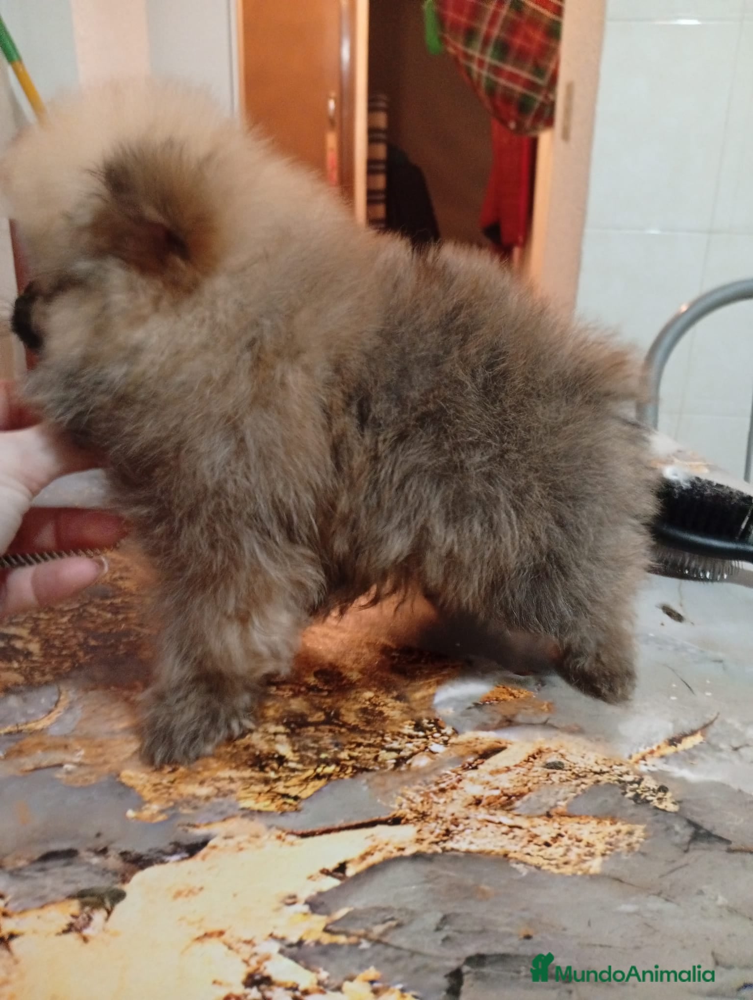 Pomerania perros Pomerania osito - Anuncio 1