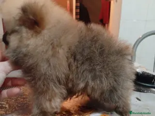 Pomerania perros Pomerania osito - Anuncio 1
